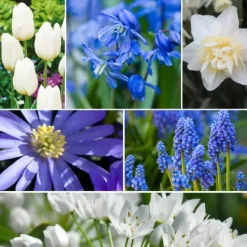 Frø^Forårsblomst pærer blå - Sæt med 125 - Blomsterløg - Blå