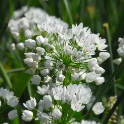 Frø^Forårsblomst pærer blå - Sæt med 125 - Blomsterløg - Blå