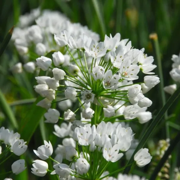 Frø^Forårsblomst pærer blå - Sæt med 125 - Blomsterløg - Blå