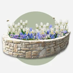 Best Forårsblomst pærer blå - Sæt med 250 - Blomsterløg - Blå Frø