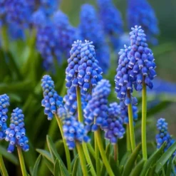 Best Forårsblomst pærer blå - Sæt med 250 - Blomsterløg - Blå Frø