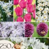 Frø^Forårsblomst pærer rosa - Sæt med 250 - Blomsterløg - Lilla