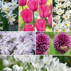 Frø^Forårsblomst pærer rosa - Sæt med 250 - Blomsterløg - Lilla
