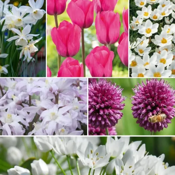 Frø^Forårsblomst pærer rosa - Sæt med 250 - Blomsterløg - Lilla
