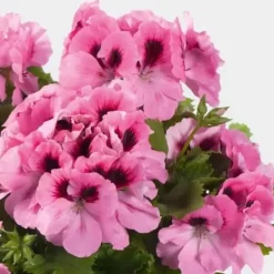 Gødningsmidler^FORTEFOSKA GØDNING TIL GERANIUM 1 KG GRANULAT MEGET EFFEKTIV