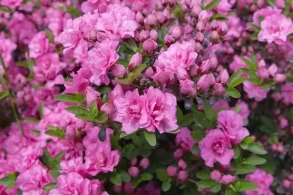 Gødningsmidler^FORTEFOSKA RHODODENDRON GØDNING 1 KG GRANULAT MEGET EFFEKTIV