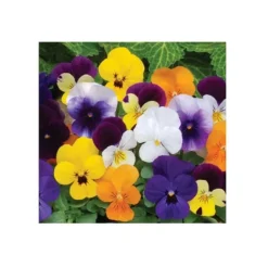 New Frø - Hornviolet Frø