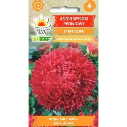 Frø^Frø af aster Paeony Stanislaw - Store, dobbelte, skarlagenrøde blomster
