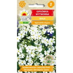 Outlet Frø af hvid sommerlilje - Let og luftig blomstring til blomsterbede og buketter Frø