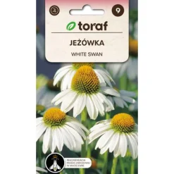 Frø^Frø af hvid svanesolhat - hvidblomstrende staude, der tiltrækker sommerfugle