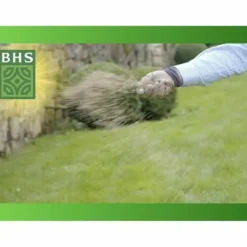 Hot Frø BHS Frø