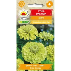 Best Frø til dahlia-zinnia Envy - unikke limefarvede blomster Frø