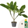 New Frangipani + planteføde - Plumeria rubra - Højde 45-55cm - ⌀17cm Krukkeplanter Indendørs