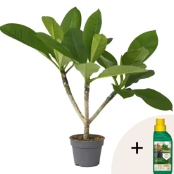 New Frangipani + planteføde - Plumeria rubra - Højde 45-55cm - ⌀17cm Krukkeplanter Indendørs