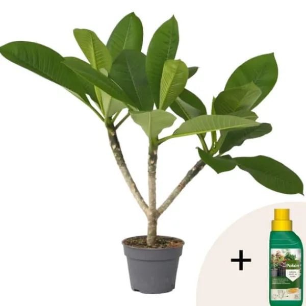 New Frangipani + planteføde - Plumeria rubra - Højde 45-55cm - ⌀17cm Krukkeplanter Indendørs