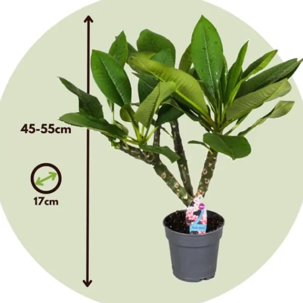 New Frangipani + planteføde - Plumeria rubra - Højde 45-55cm - ⌀17cm Krukkeplanter Indendørs