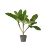 Outlet Frangipani - Plumeria rubra - Højde 45-55cm - ⌀17cm Krukkeplanter Indendørs