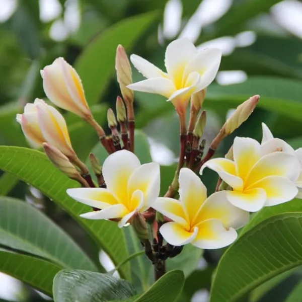 Outlet Frangipani - Plumeria rubra - Højde 45-55cm - ⌀17cm Krukkeplanter Indendørs