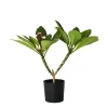 Krukkeplanter Indendørs^Frangipani - Plumeria rubra 'Lyserød' - Højde 55-70cm - ⌀17cm