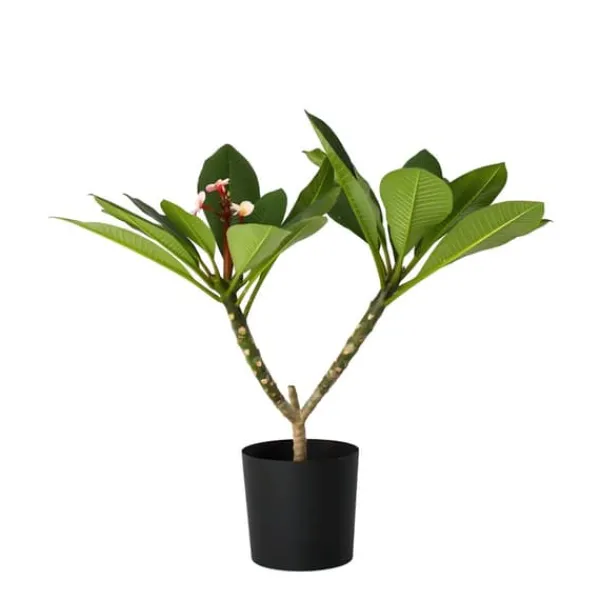 Krukkeplanter Indendørs^Frangipani - Plumeria rubra 'Lyserød' - Højde 55-70cm - ⌀17cm