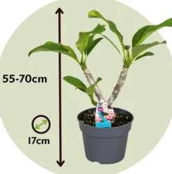 Krukkeplanter Indendørs^Frangipani - Plumeria rubra 'Lyserød' - Højde 55-70cm - ⌀17cm