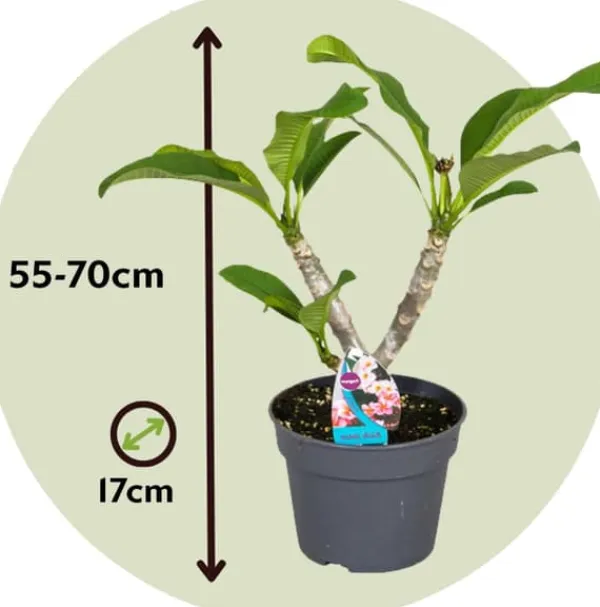 Krukkeplanter Indendørs^Frangipani - Plumeria rubra 'Lyserød' - Højde 55-70cm - ⌀17cm