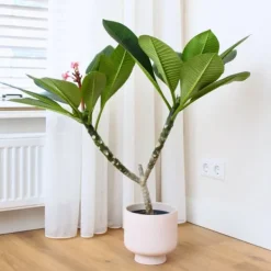 Krukkeplanter Indendørs^Frangipani - Plumeria rubra 'Lyserød' - Højde 55-70cm - ⌀17cm