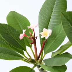 Krukkeplanter Indendørs^Frangipani - Plumeria rubra 'Lyserød' - Højde 55-70cm - ⌀17cm