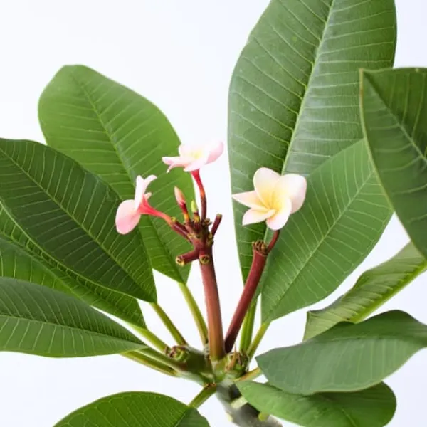 Krukkeplanter Indendørs^Frangipani - Plumeria rubra 'Lyserød' - Højde 55-70cm - ⌀17cm