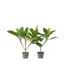 Discount Frangipani - Sæt med 2 - Plumeria rubra - Højde 45-55cm - ⌀17cm Krukkeplanter Indendørs