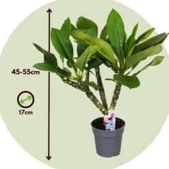 Discount Frangipani - Sæt med 2 - Plumeria rubra - Højde 45-55cm - ⌀17cm Krukkeplanter Indendørs