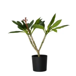 Krukkeplanter Indendørs^Frangipani Hvid - Plumeria rubra - Højde 55-70cm - ⌀17cm