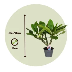 Krukkeplanter Indendørs^Frangipani Hvid - Plumeria rubra - Højde 55-70cm - ⌀17cm