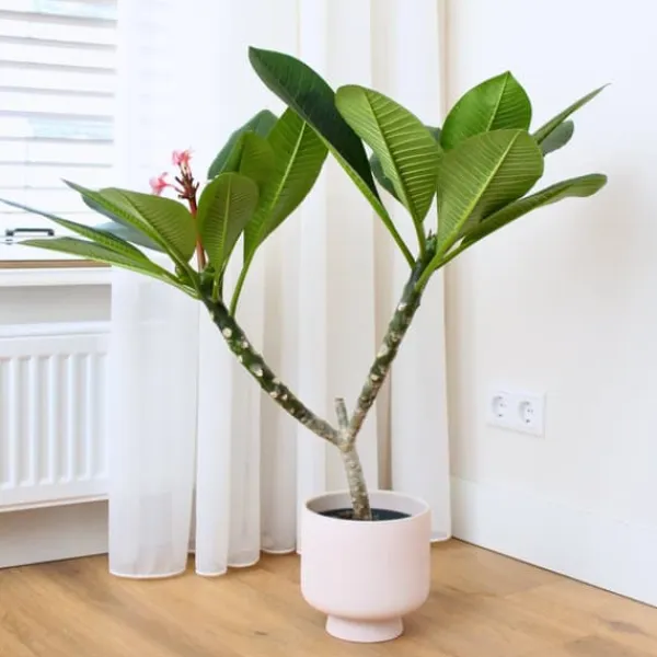 Krukkeplanter Indendørs^Frangipani Hvid - Plumeria rubra - Højde 55-70cm - ⌀17cm