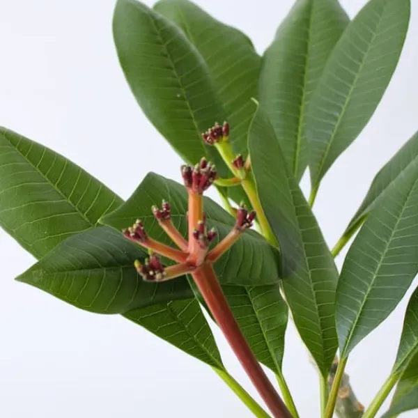 Krukkeplanter Indendørs^Frangipani Hvid - Plumeria rubra - Højde 55-70cm - ⌀17cm