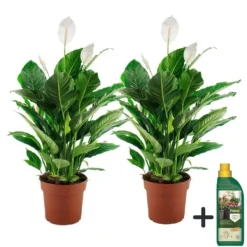 Krukkeplanter Indendørs^Fredslilje + Pokon - Sæt med 2 - Spathiphyllum 'Lima' - Højde 60-75cm - ⌀17cm