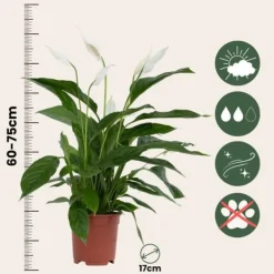 Krukkeplanter Indendørs^Fredslilje + Pokon - Sæt med 2 - Spathiphyllum 'Lima' - Højde 60-75cm - ⌀17cm