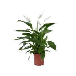 Krukkeplanter Indendørs^Fredslilje - Spathiphyllum 'Lima' - Højde 60-75cm - ⌀17cm