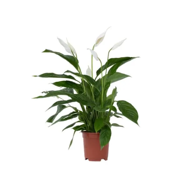 Krukkeplanter Indendørs^Fredslilje - Spathiphyllum 'Lima' - Højde 60-75cm - ⌀17cm
