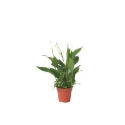 Online Fredslilje - Spathiphyllum 'Torelli' - Højde 30-45cm - ⌀12cm Krukkeplanter Indendørs