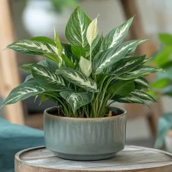 Krukkeplanter Indendørs^Fredslilje - Spathiphyllum 'Diamond' - Højde 40-50cm - ⌀12cm
