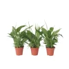 Krukkeplanter Indendørs^Fredslilje - Sæt med 3 - Spathiphyllum 'Torelli' - Højde 30-45cm - ⌀12cm