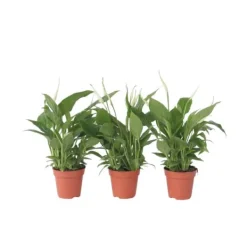 Krukkeplanter Indendørs^Fredslilje - Sæt med 3 - Spathiphyllum 'Torelli' - Højde 30-45cm - ⌀12cm