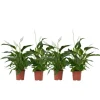 Krukkeplanter Indendørs^Fredslilje - Sæt med 4 - Spathiphyllum 'Lima' - Højde 60-75cm - ⌀12cm