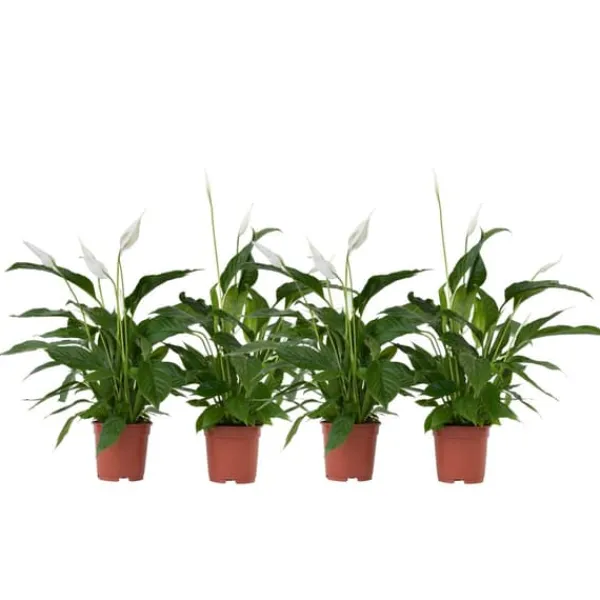 Krukkeplanter Indendørs^Fredslilje - Sæt med 4 - Spathiphyllum 'Lima' - Højde 60-75cm - ⌀12cm