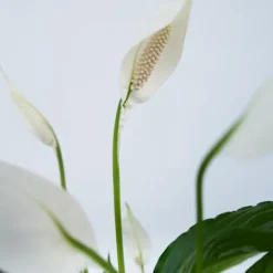 Krukkeplanter Indendørs^Fredslilje - Sæt med 4 - Spathiphyllum 'Lima' - Højde 60-75cm - ⌀12cm