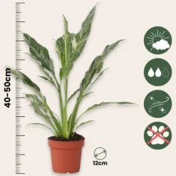 Krukkeplanter Indendørs^Fredslilje - Sæt med 2 - Spathiphyllum 'Diamond' - Højde 40-50cm - ⌀12cm