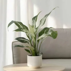 Krukkeplanter Indendørs^Fredslilje - Sæt med 2 - Spathiphyllum 'Diamond' - Højde 40-50cm - ⌀12cm