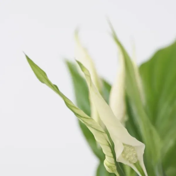 Krukkeplanter Indendørs^Fredslilje - Sæt med 6 - Spathiphyllum 'Torelli' - Højde 30-45cm - ⌀12cm