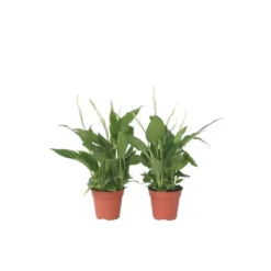 Krukkeplanter Indendørs^Fredslilje - Sæt med 2 - Spathiphyllum 'Torelli' - Højde 30-45cm - ⌀12cm